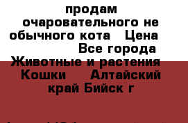 продам очаровательного не обычного кота › Цена ­ 7 000 000 - Все города Животные и растения » Кошки   . Алтайский край,Бийск г.